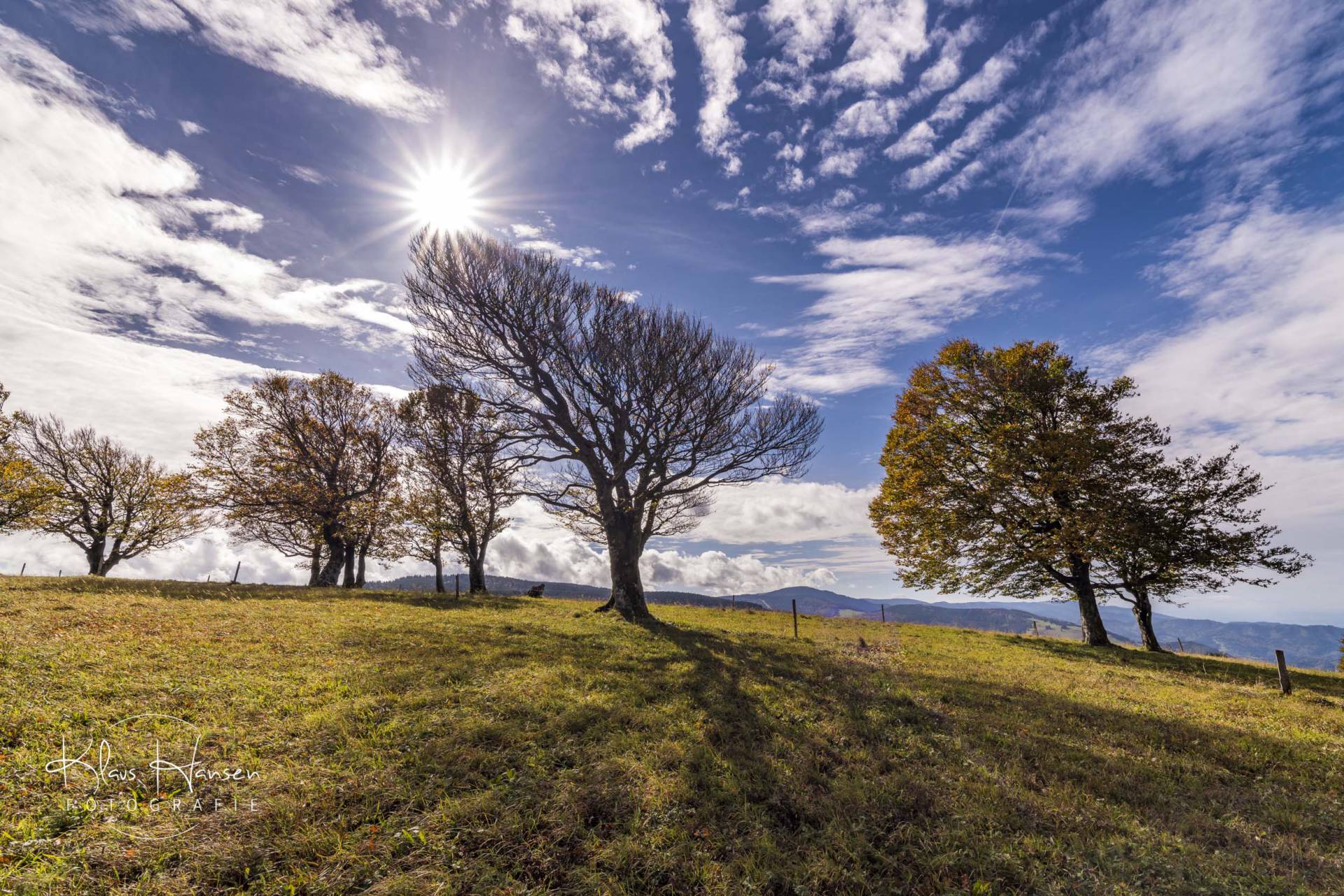 Bäume auf der Wiese