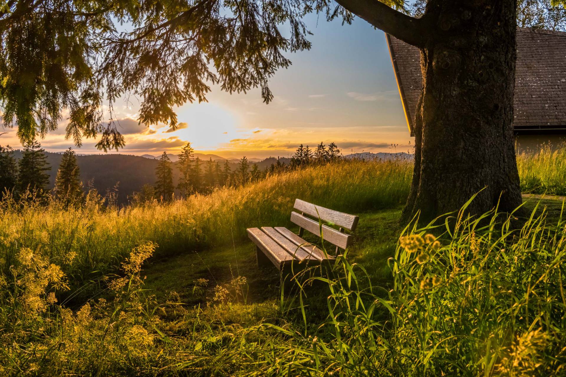 Bank unter Baum im Sonnenaufgang