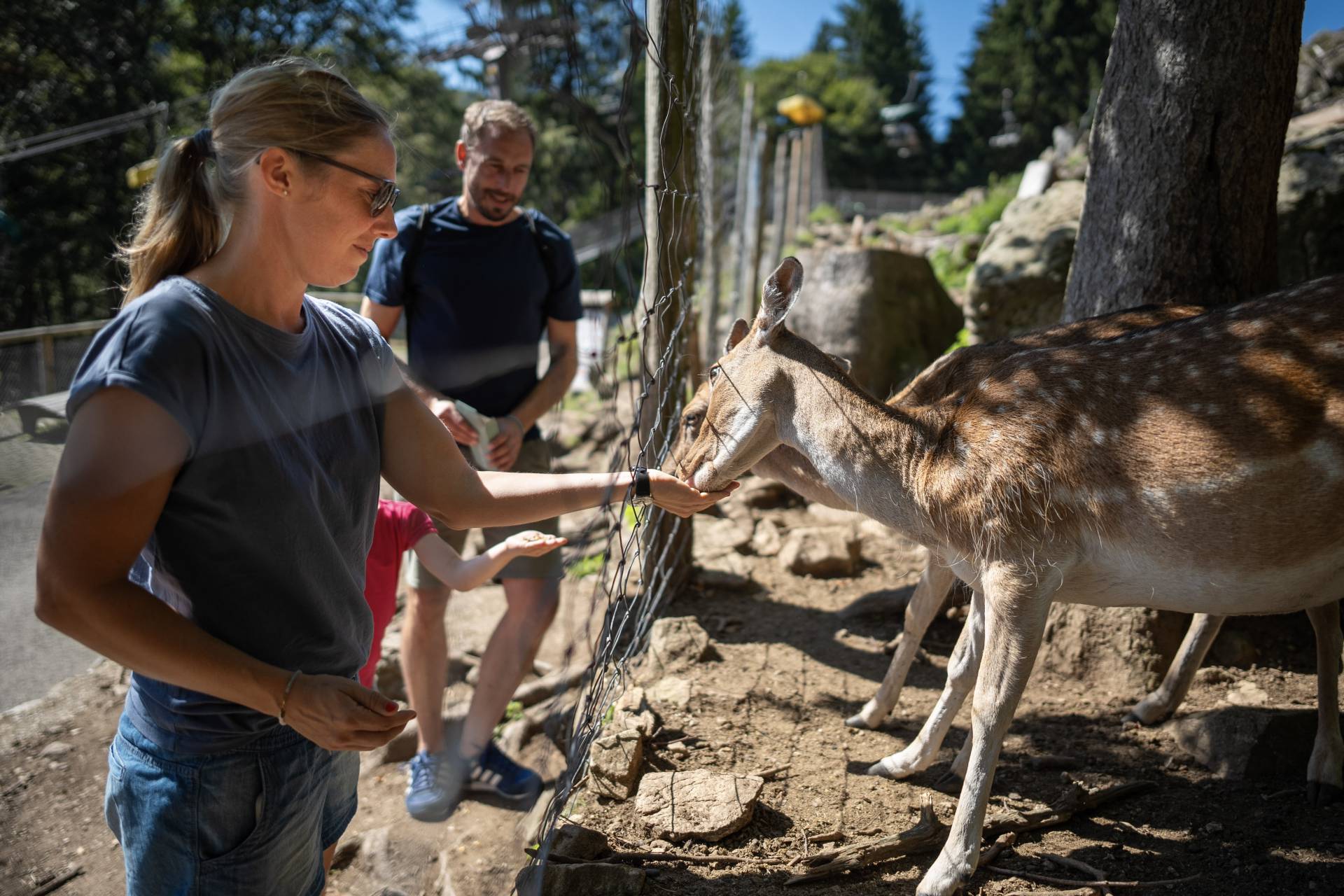 Experiences in the Black Forest - Feldberger Hof 