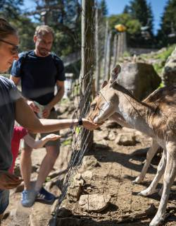 Familie füttert Rehe im Gehege
