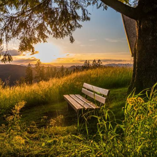 Bank unter Baum im Sonnenaufgang