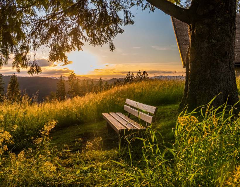 Bank unter Baum im Sonnenaufgang