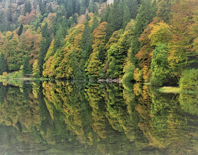 Why are you not allowed to swim in Feldsee?: A fern sets the rules - Feldberger Hof 