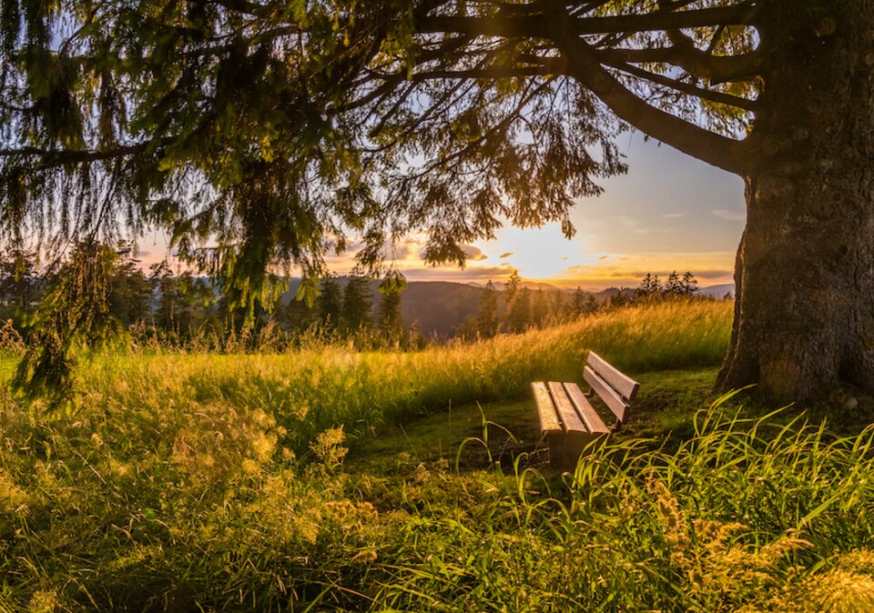 Bank unter Baum im Sonnenuntergang