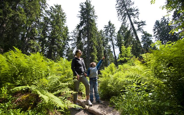 Familie spaziert im Wald